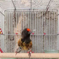 گلبسر ،سهره قناری دهن زن