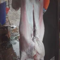 گوشت تُرد و تازه فروشی