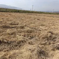 کاه برنج بلیم (رایگان)