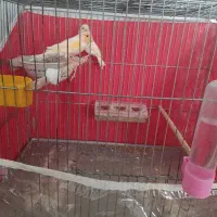 قناری موزائیکی