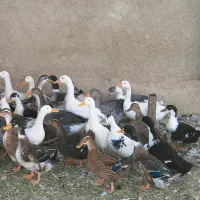 تخم نطفهدار مرغ و اردک،اردک نر ،غاز نر،توضیحات