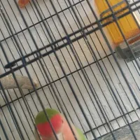 کوتوله برزیلی رنگ خاص|پرنده|همدان, |دیوار