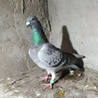 مسافتی نامبروان|پرنده|دزفول, |دیوار