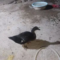 اردک