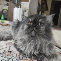 گربه پرشین|گربه|کاشمر, |دیوار