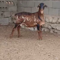 حیوان بز و گوسفند|حیوانات مزرعه|تفت, |دیوار