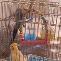 عروس هلندی|پرنده|شازند, |دیوار