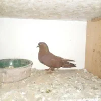 کبوتر سرخ انگلیسی|پرنده|رشت, کوی حسینی|دیوار