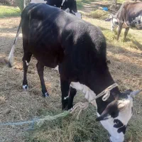 گاو ماده چاق هشتاد ملیون قیمت|حیوانات مزرعه|سندرک, |دیوار