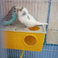 یک جفت مرغ عشق با قفس خیلی خیلی بزرگ|پرنده|لردگان, |دیوار