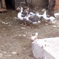 فروش غاز درشت سال