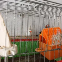 فنچ نر و ماده|پرنده|رشت, جماران|دیوار