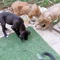 سگ نگهبان