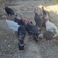 ۱۷ عدد بوقلمون