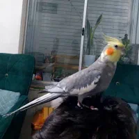 جفت عروس هلندی ۲۳۰۰