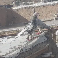 کبوتر