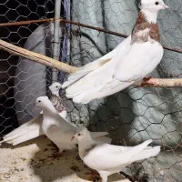 سه عدد طوقی|پرنده|آبدانان, |دیوار