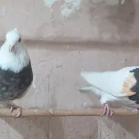 یک جفت نروماده پرشی|پرنده|ری, امین آباد|دیوار