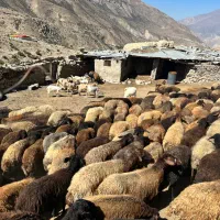 فروش بره ژن دار