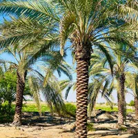 ما رو پیدا کردی نخل می خواستی|خدمات باغبانی و درختکاری|زاهدان, |دیوار