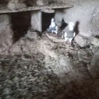 کبوتر طوقی