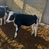 گوساله