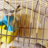 مرغ عشق و فنچ|پرنده|گنبد کاووس, |دیوار