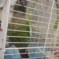 طوطی گرینچیک