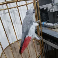 پرنده سخنگو