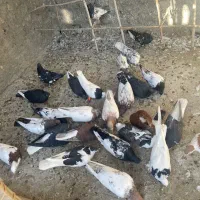 بیست پنج تا کفتر|پرنده|شیروان (خراسان), |دیوار