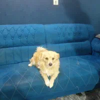 سگ پامر 11ماهه