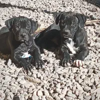 فروش سگ|سگ|سیرجان, |دیوار