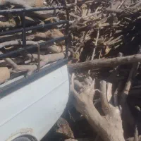 خرید و برش چوب درختان