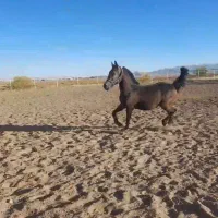 فروش چند راس اب