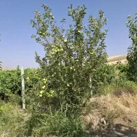 فروش-یک-قطعه-باغ-2000متر-دینور-قره-قاج