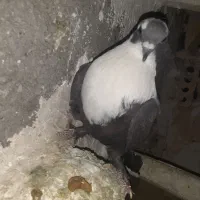 کفتر|پرنده|مشهد, باغ فراگرد|دیوار