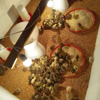 جوجه بلدرچین و کود بلدرچین