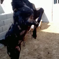 بز نر پاکستانی جوان|حیوانات مزرعه|قوچان, |دیوار