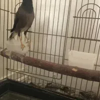 مرغ مینای سخنگو