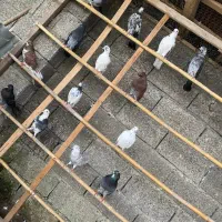 فروش کبوتر|پرنده|رشت, حومه رشت|دیوار