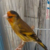 سهره قناری سرخ لر بخون