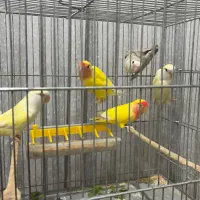 چندین عدد جوجه ۵ ماهه طوطی برزیلی