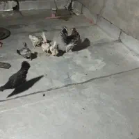 ۵عددمرغ گلین جوان تخمگذار|حیوانات مزرعه|قم, سید معصوم|دیوار