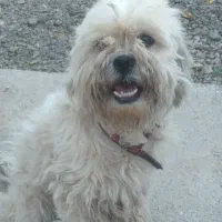 پاپی ماده نژاد دار باهوش زرنگ .