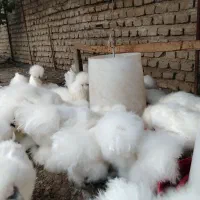 جوجه مرغ ابریشمی زینتی|حیوانات مزرعه|گرگان, |دیوار