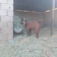 فروش‌گوسفندنر‌فقط‌گوشتی