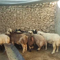 بره پرواری|حیوانات مزرعه|ارم, |دیوار