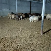 گوشت وگوسفند زنده بز و بره میش چاق|حیوانات مزرعه|پلدختر, |دیوار