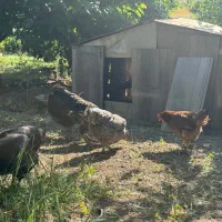 فروش مرغ و خروس محلی