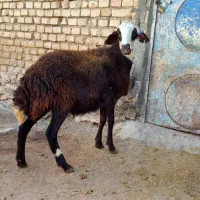 میش .شیشک. بز